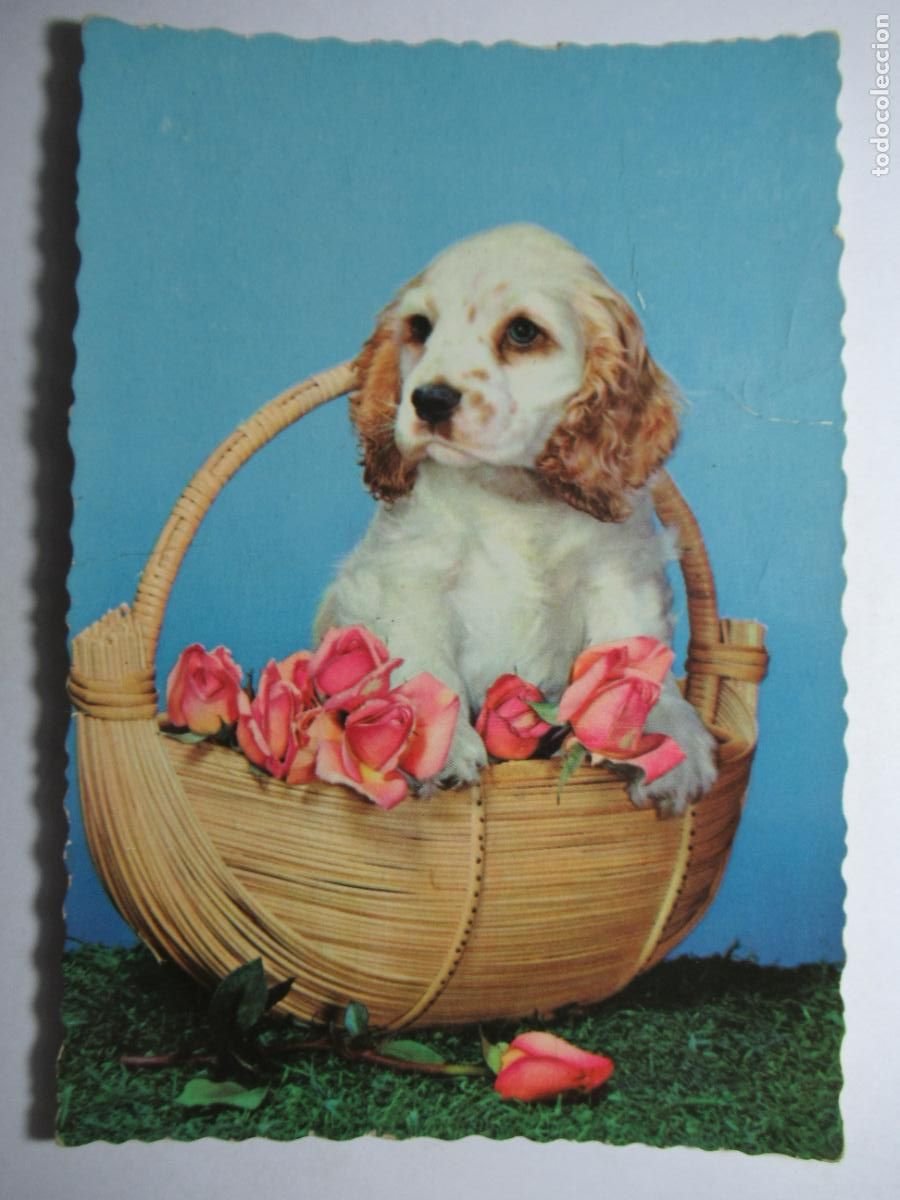 Postales: Postal Perro Perrito - Foto 1