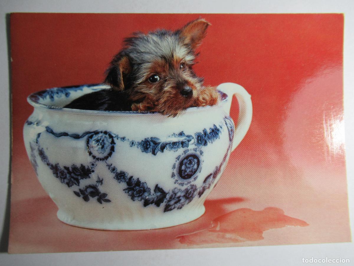 Postales: Postal Perro Perrito - Foto 1