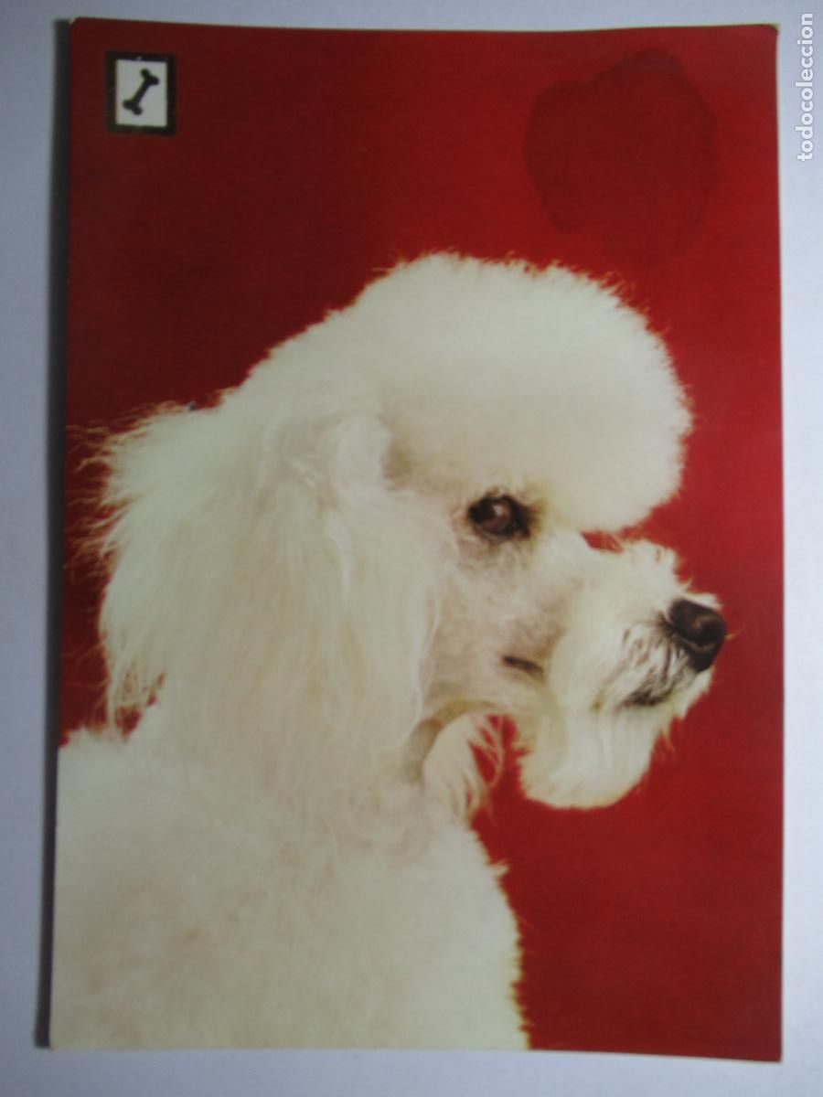 Postales: Postal Perro Perrito - Foto 1