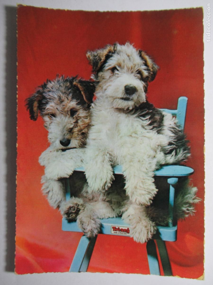 Postales: Postal Perro Perrito - Foto 1