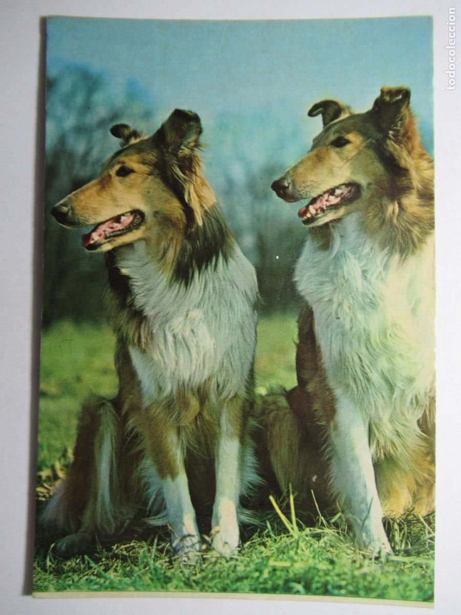 Postales: Postal Perro Perrito - Foto 1