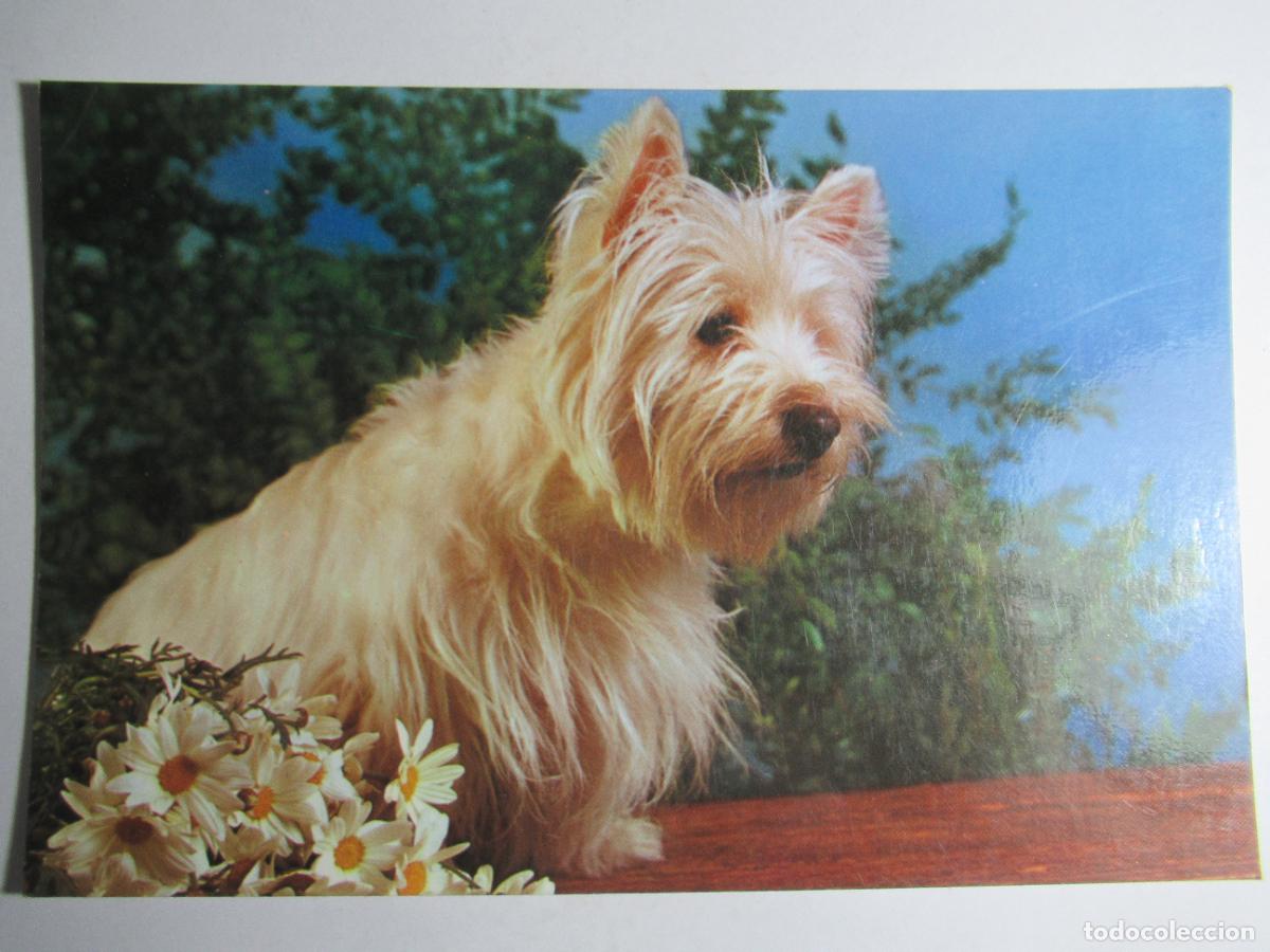 Postales: Postal Perro Perrito - Foto 1