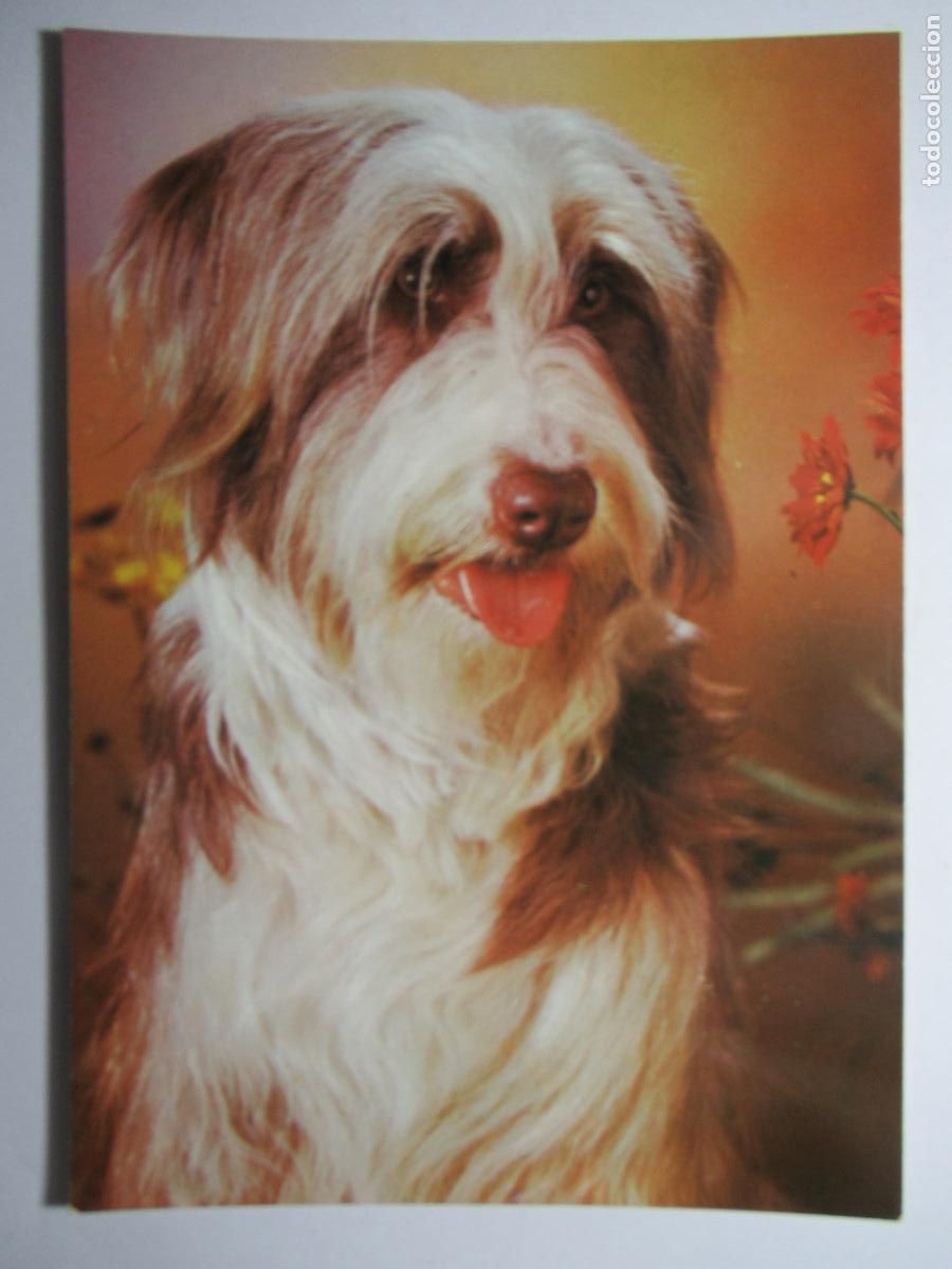 Postales: Postal Perro Perrito - Foto 1