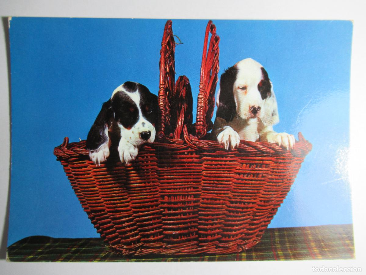 Postales: Postal Perro Perrito - Foto 1
