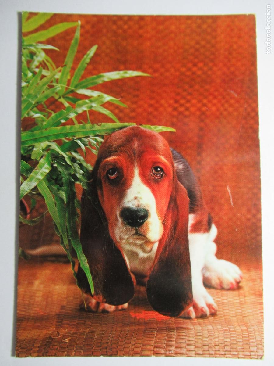 Postales: Postal Perro Perrito - Foto 1