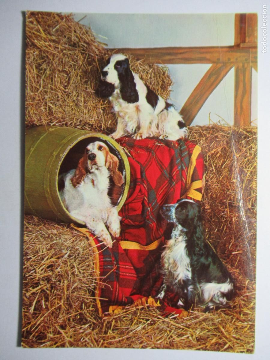 Postales: Postal Perro Perrito - Foto 1