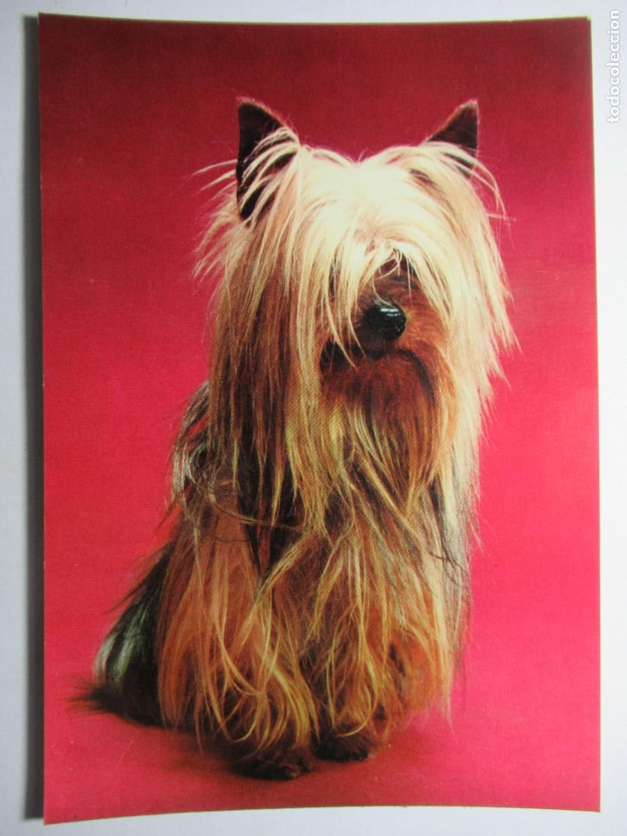 Postales: Postal Perro Perrito - Foto 1