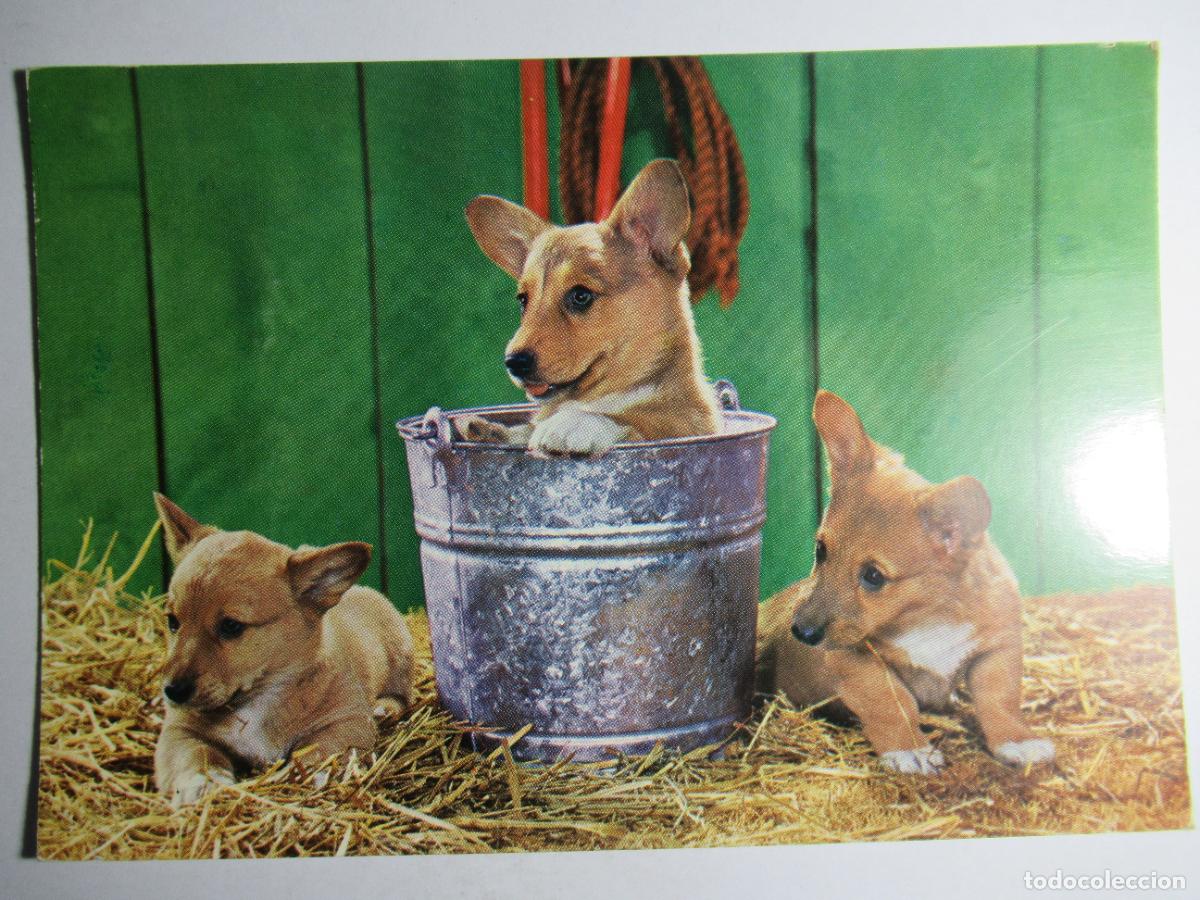 Postales: Postal Perro Perrito - Foto 1