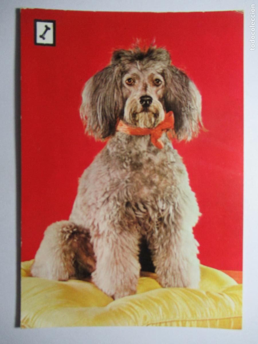 Postales: Postal Perro Perrito - Foto 1