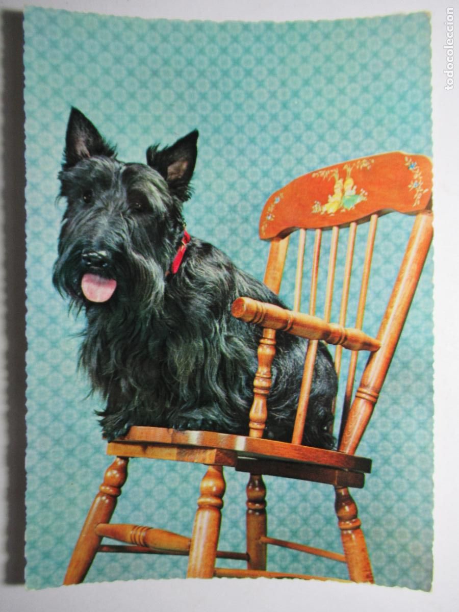 Postales: Postal Perro Perrito - Foto 1