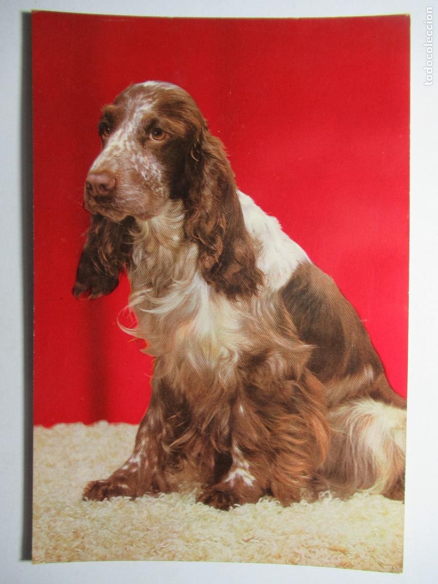 Postales: Postal Perro Perrito - Foto 1