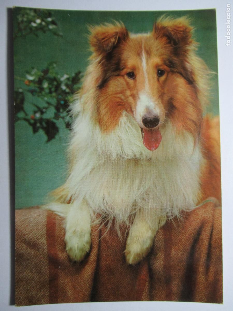 Postales: Postal Perro Perrito - Foto 1