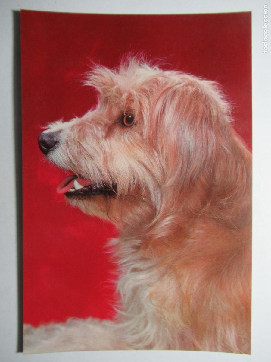 Postales: Postal Perro Perrito - Foto 1