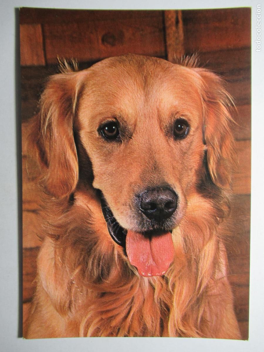 Postales: Postal Perro Perrito - Foto 1
