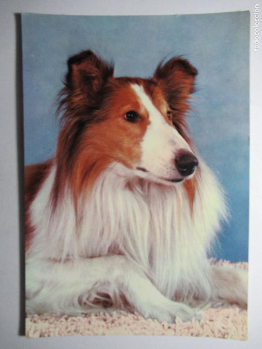 Postales: Postal Perro Perrito - Foto 1