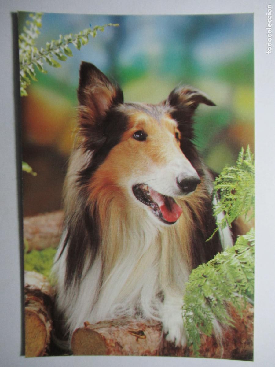 Postales: Postal Perro Perrito - Foto 1