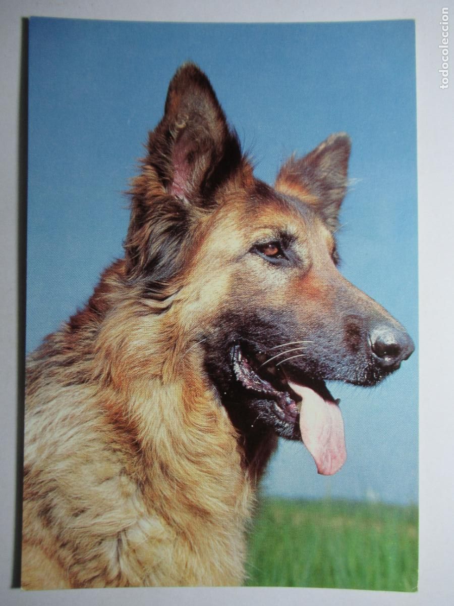 Postales: Postal Perro Perrito - Foto 1