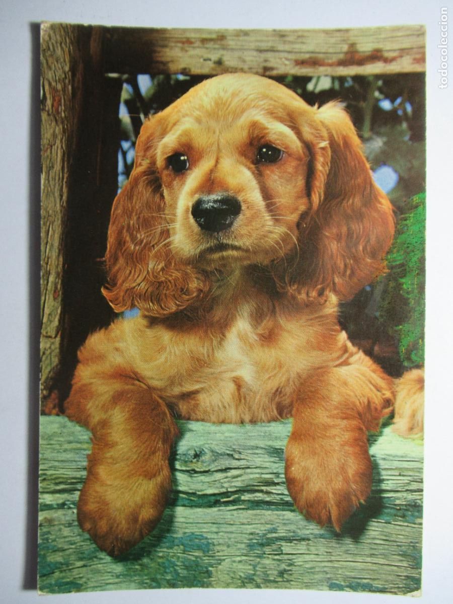 Postales: Postal Perro Perrito - Foto 1