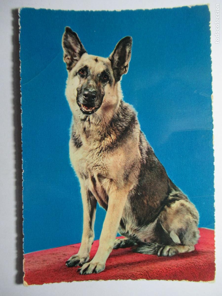 Postales: Postal Perro Perrito - Foto 1