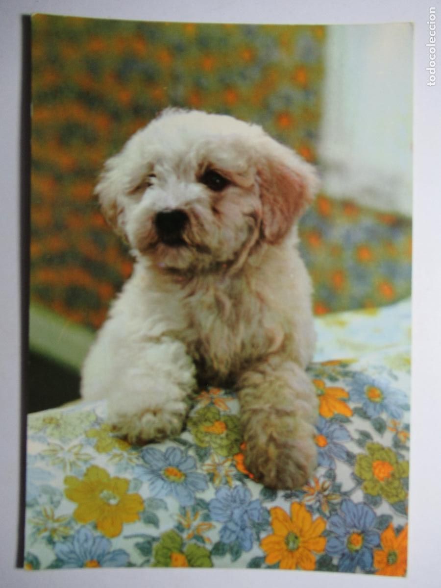 Postales: Postal Perro Perrito - Foto 1