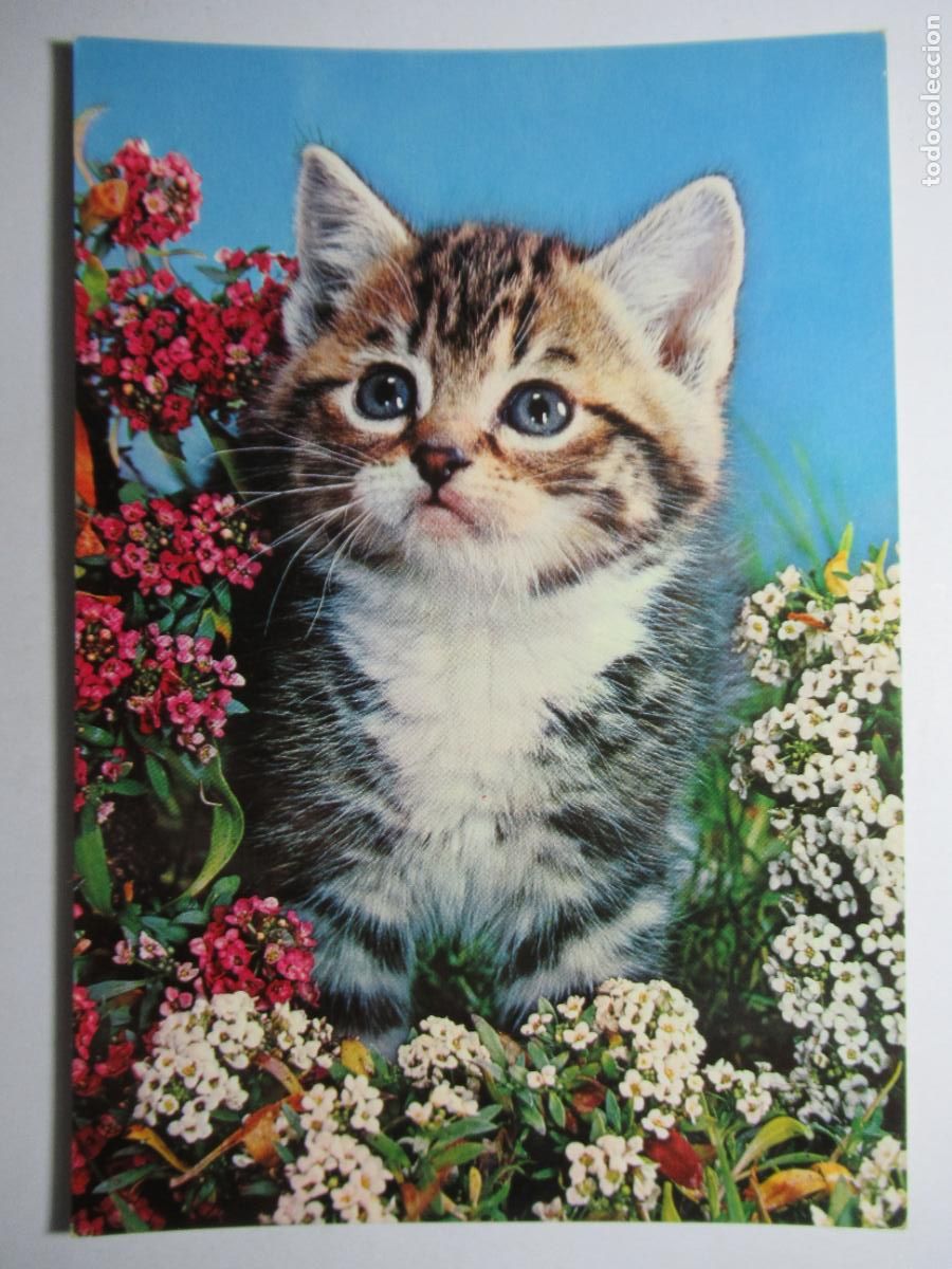 Postales: Postal Gato Gatito - Foto 1