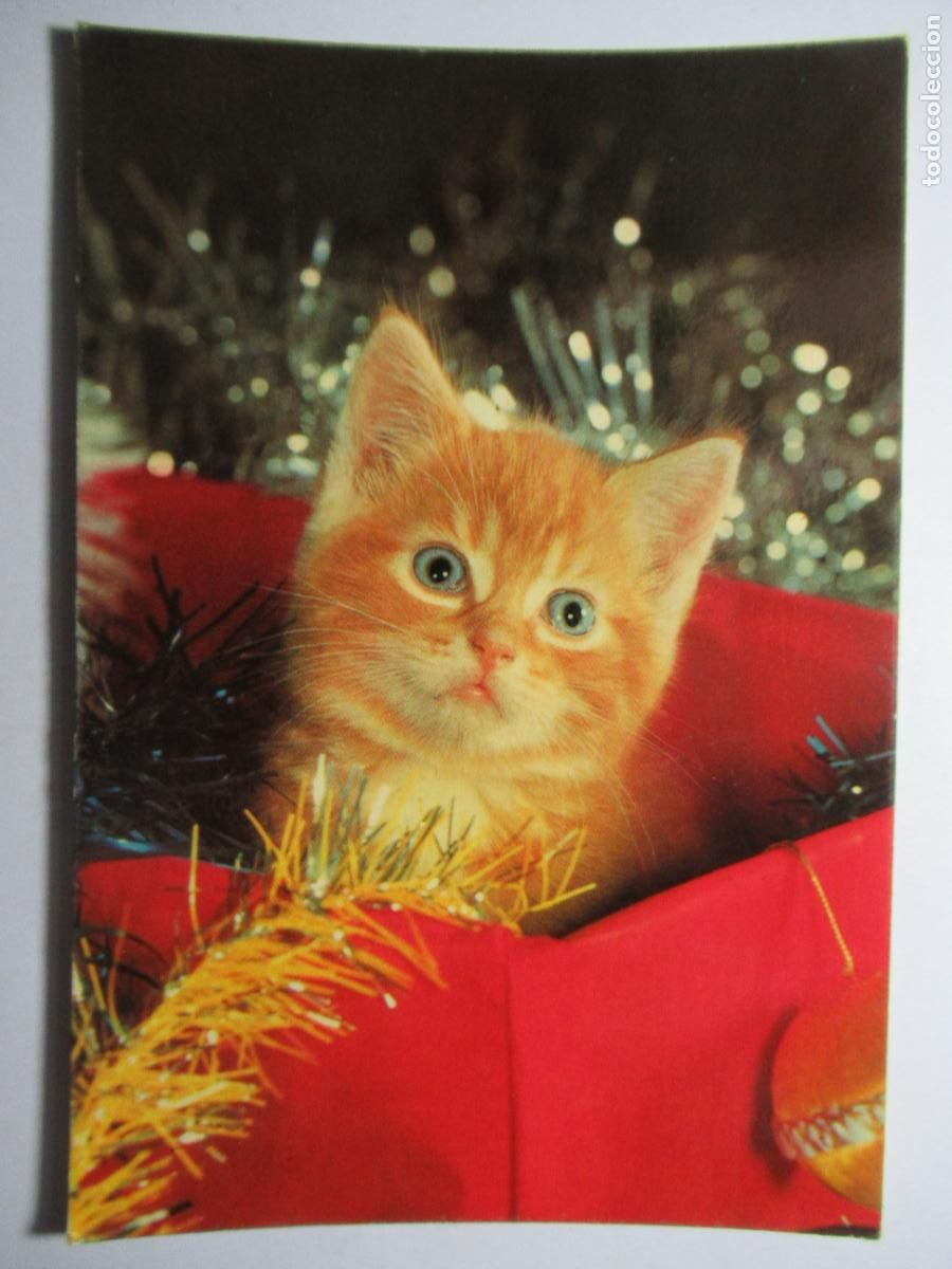 Postales: Postal Gato Gatito - Foto 1