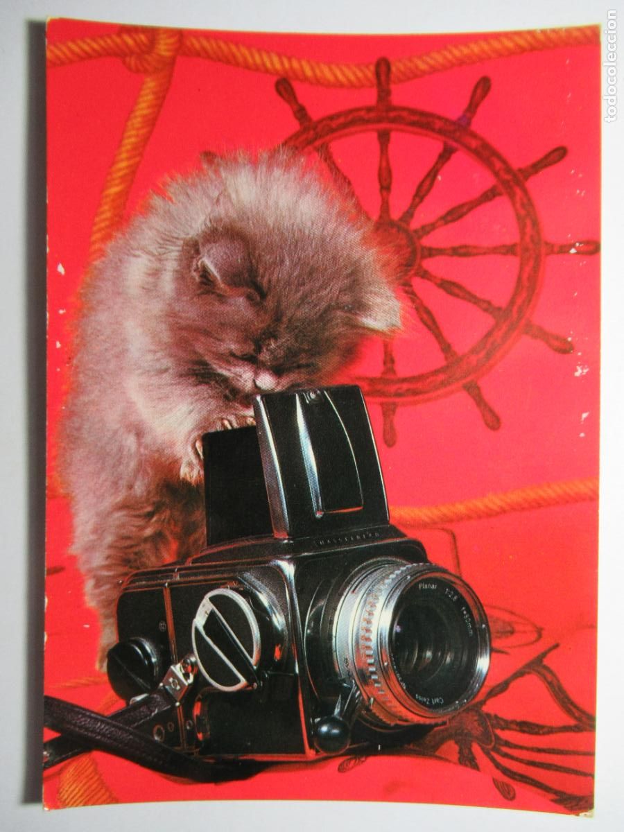 Postales: Postal Gato Gatito - Foto 1