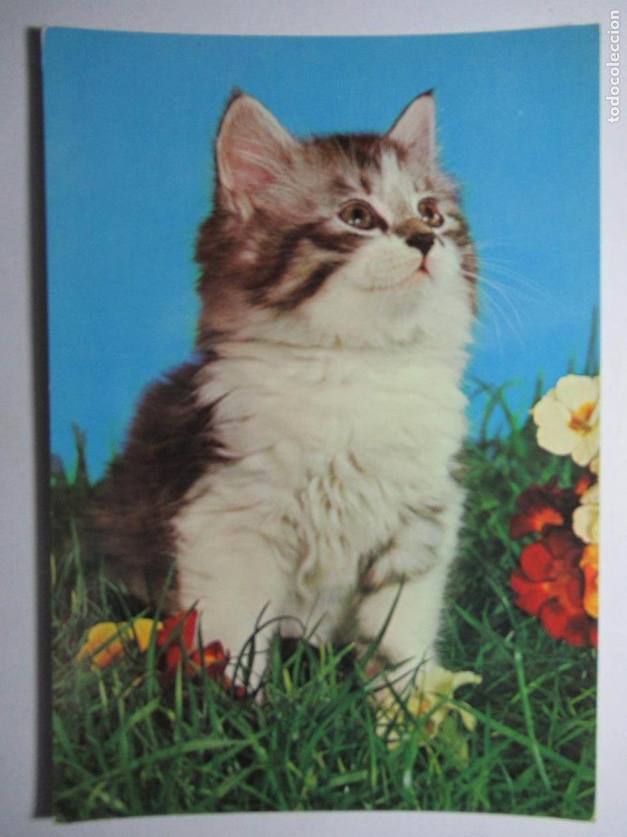 Postales: Postal Gato Gatito - Foto 1