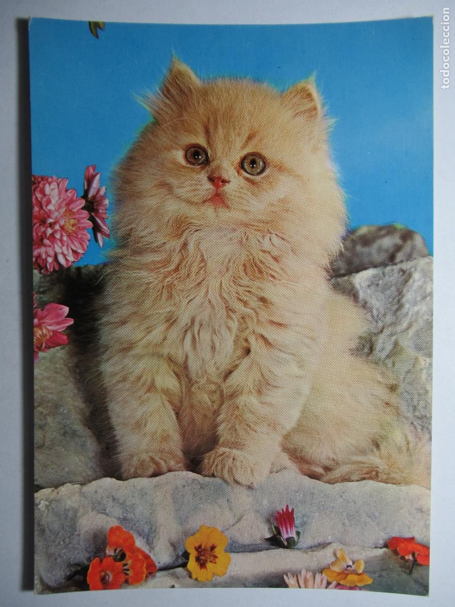 Postales: Postal Gato Gatito - Foto 1