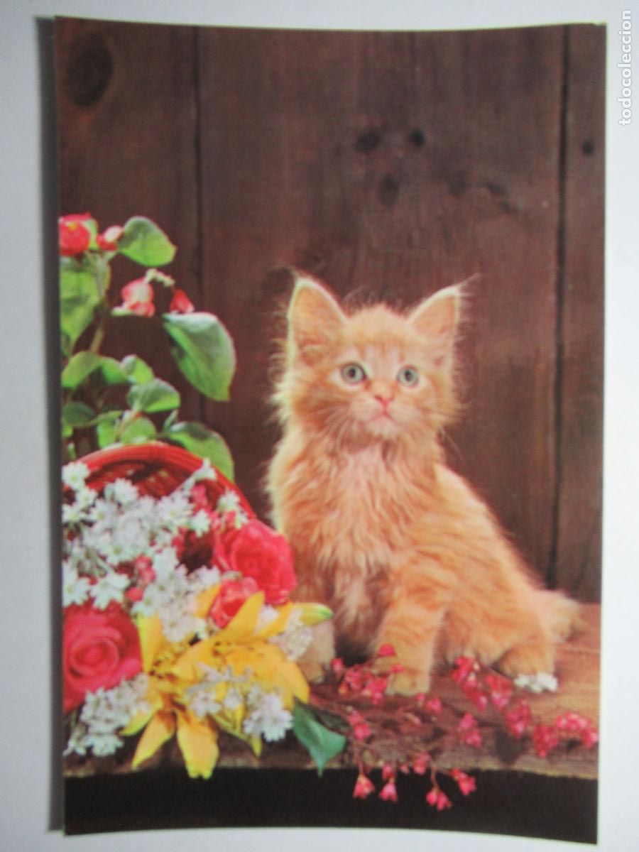 Postales: Postal Gato Gatito - Foto 1