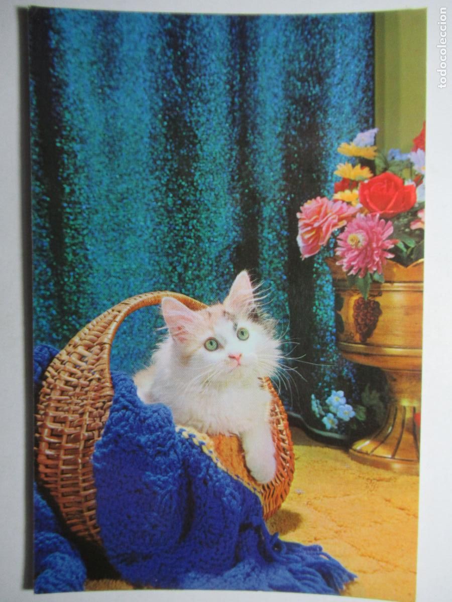 Postales: Postal Gato Gatito - Foto 1