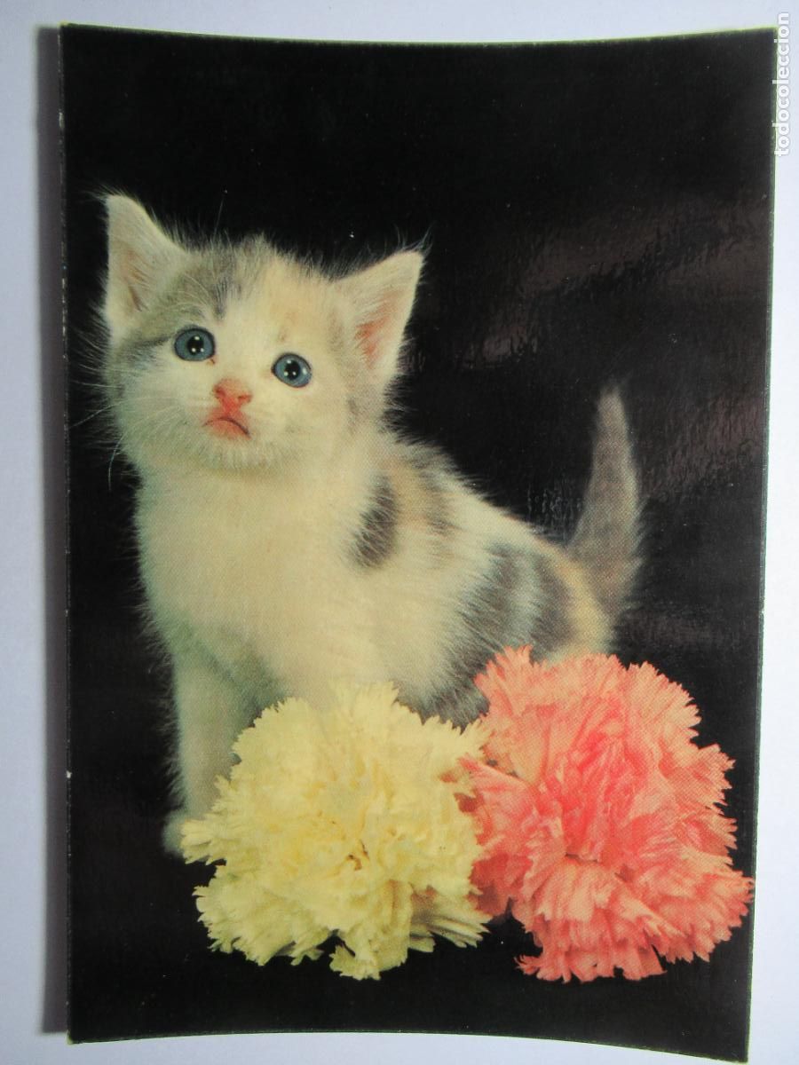 Postales: Postal Gato Gatito - Foto 1
