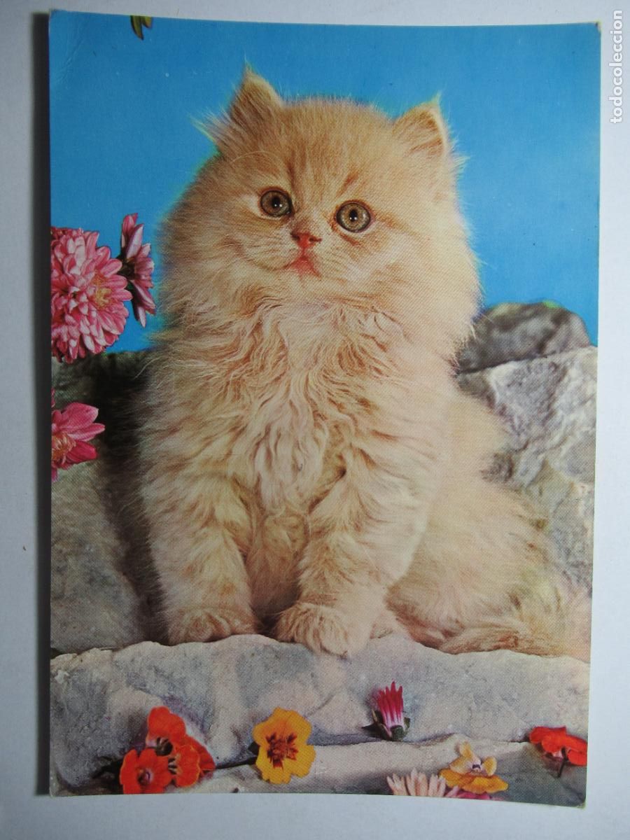 Postales: Postal Gato Gatito - Foto 1