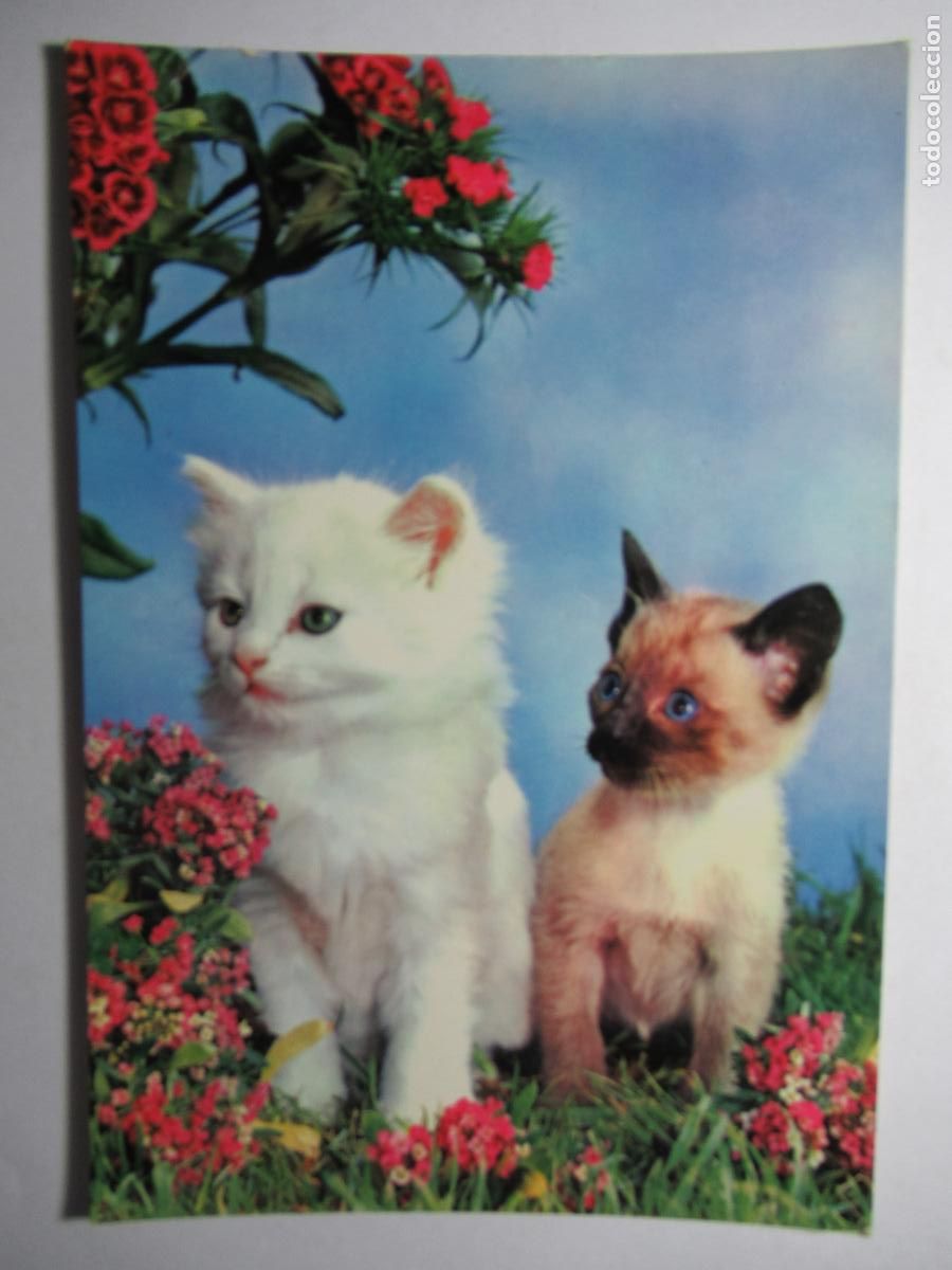 Postales: Postal Gato Gatito - Foto 1