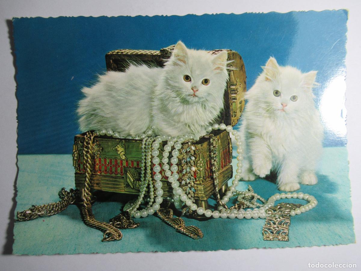 Postales: Postal Gato Gatito - Foto 1