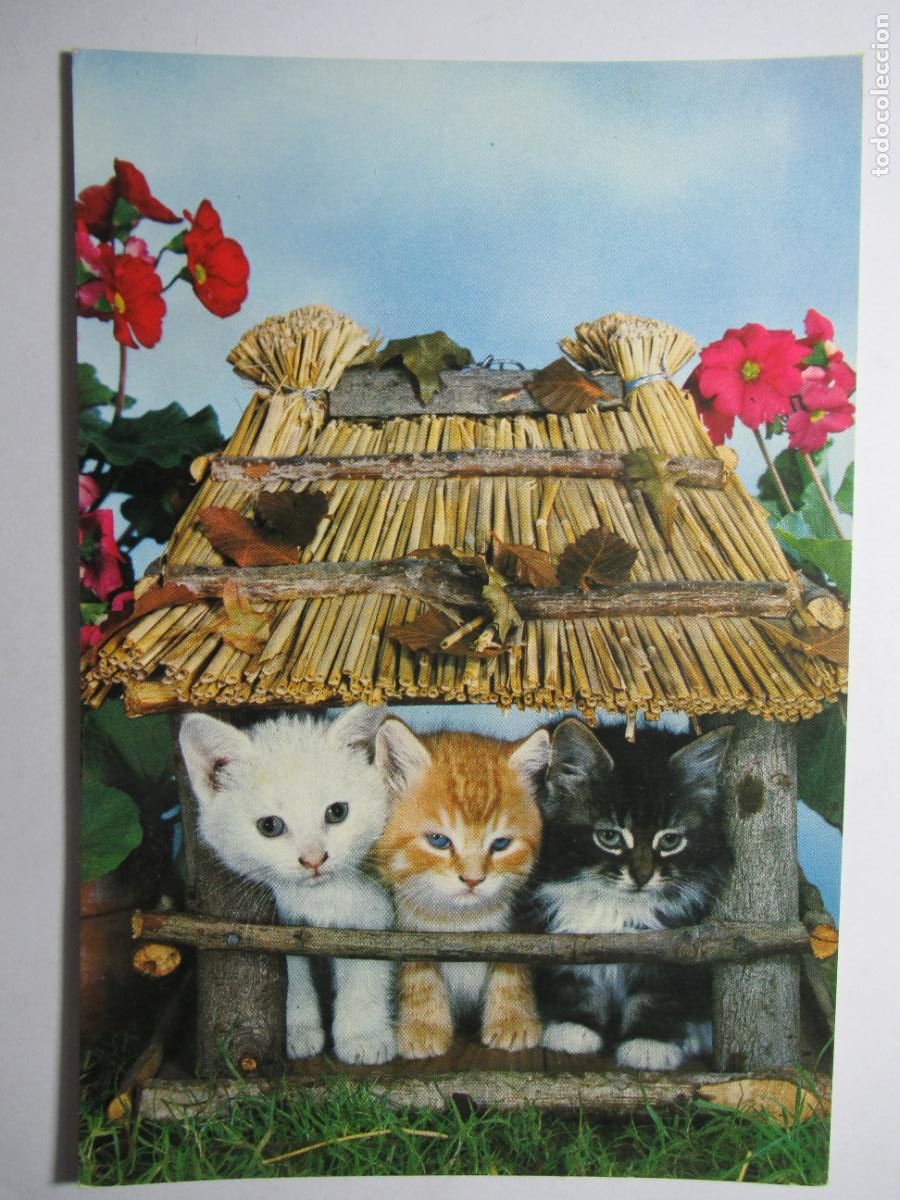 Postales: Postal Gato Gatito - Foto 1