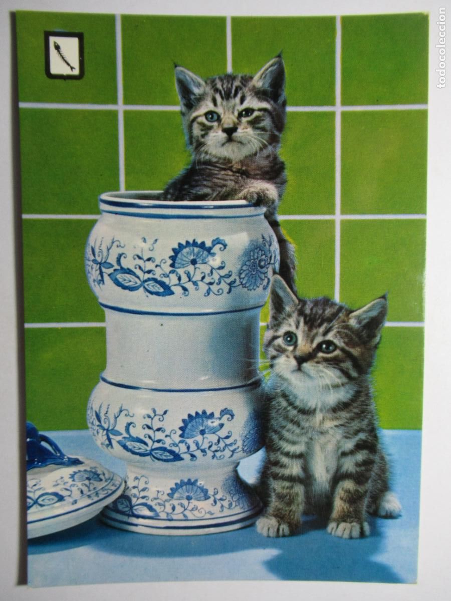 Postales: Postal Gato Gatito - Foto 1