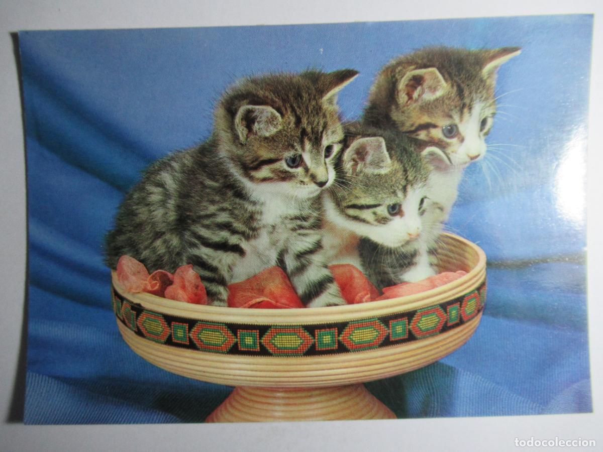 Postales: Postal Gato Gatito - Foto 1