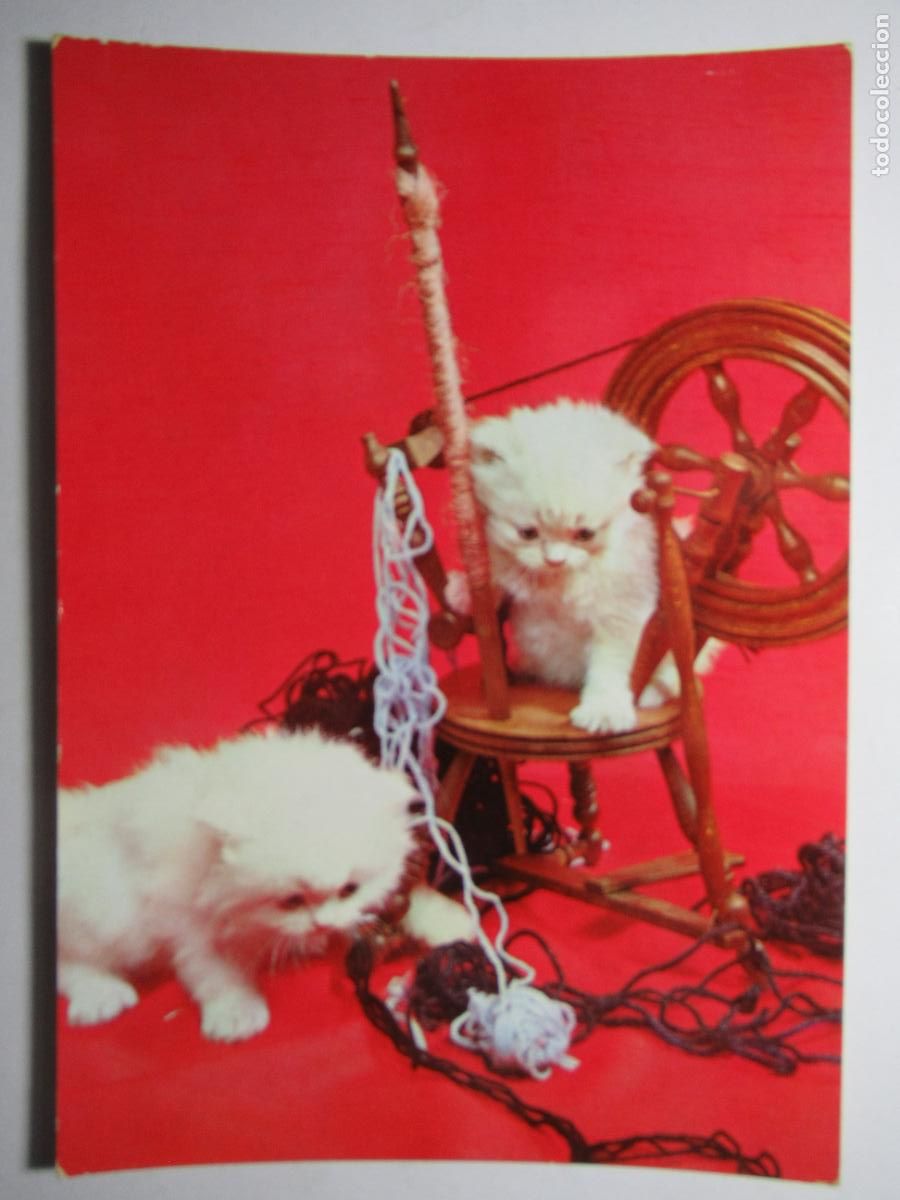 Postales: Postal Gato Gatito - Foto 1