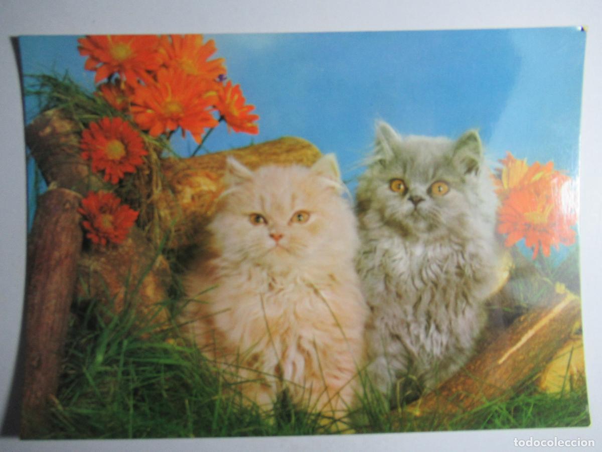 Postales: Postal Gato Gatito - Foto 1