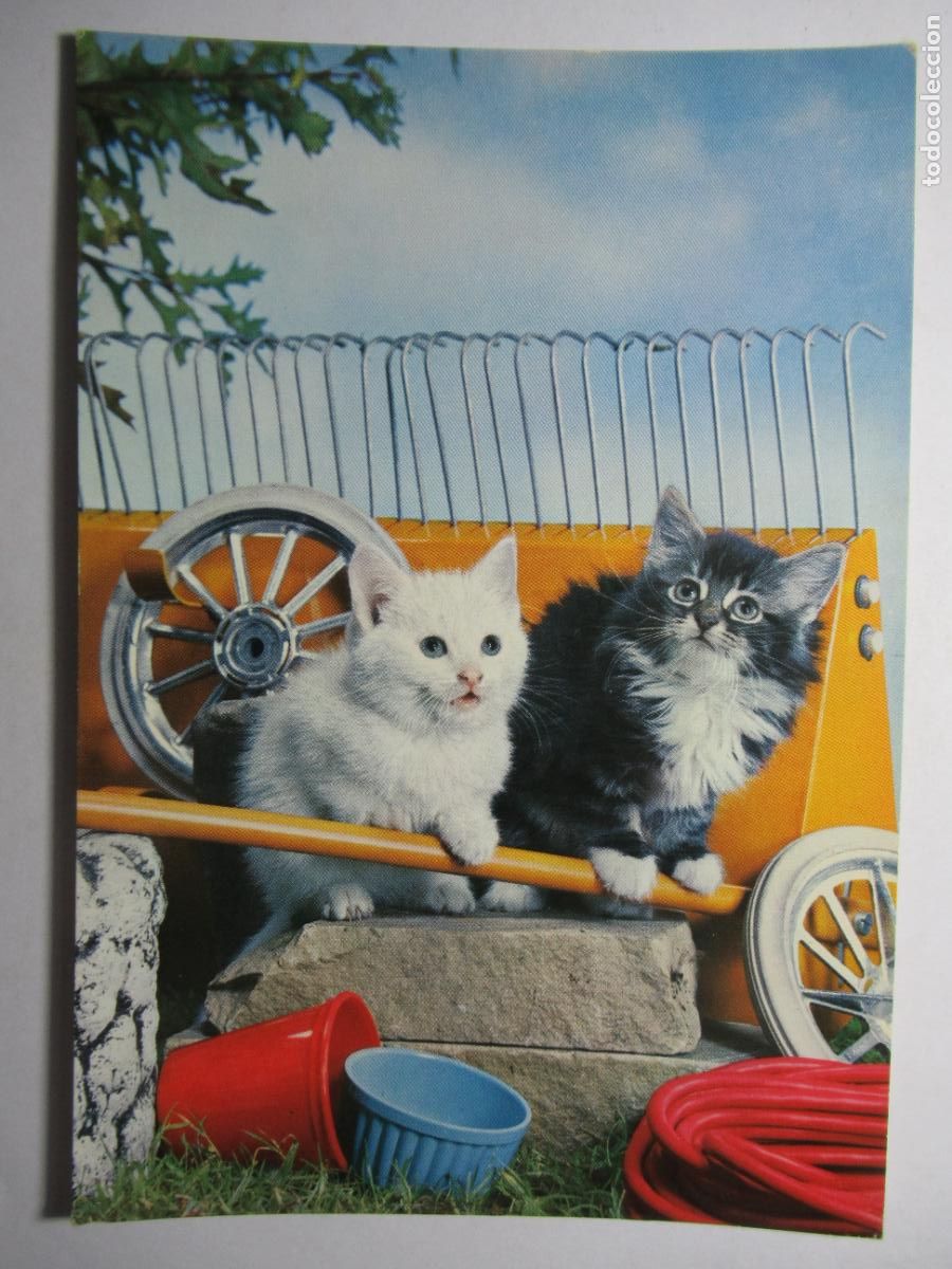 Postales: Postal Gato Gatito - Foto 1