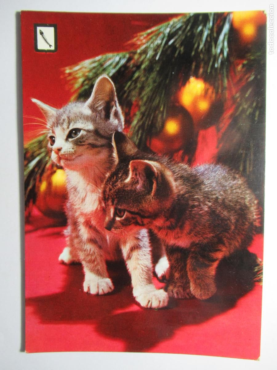 Postales: Postal Gato Gatito - Foto 1