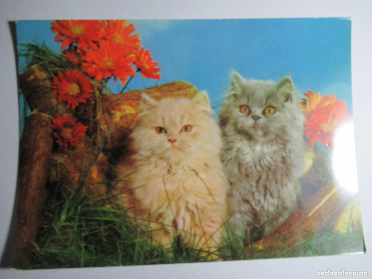 Postales: Postal Gato Gatitos - Foto 1