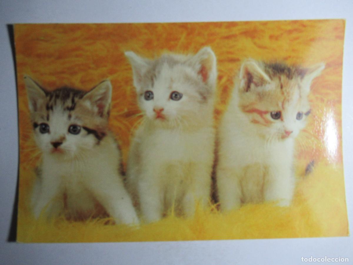 Postales: Postal Gato Gatitos - Foto 1
