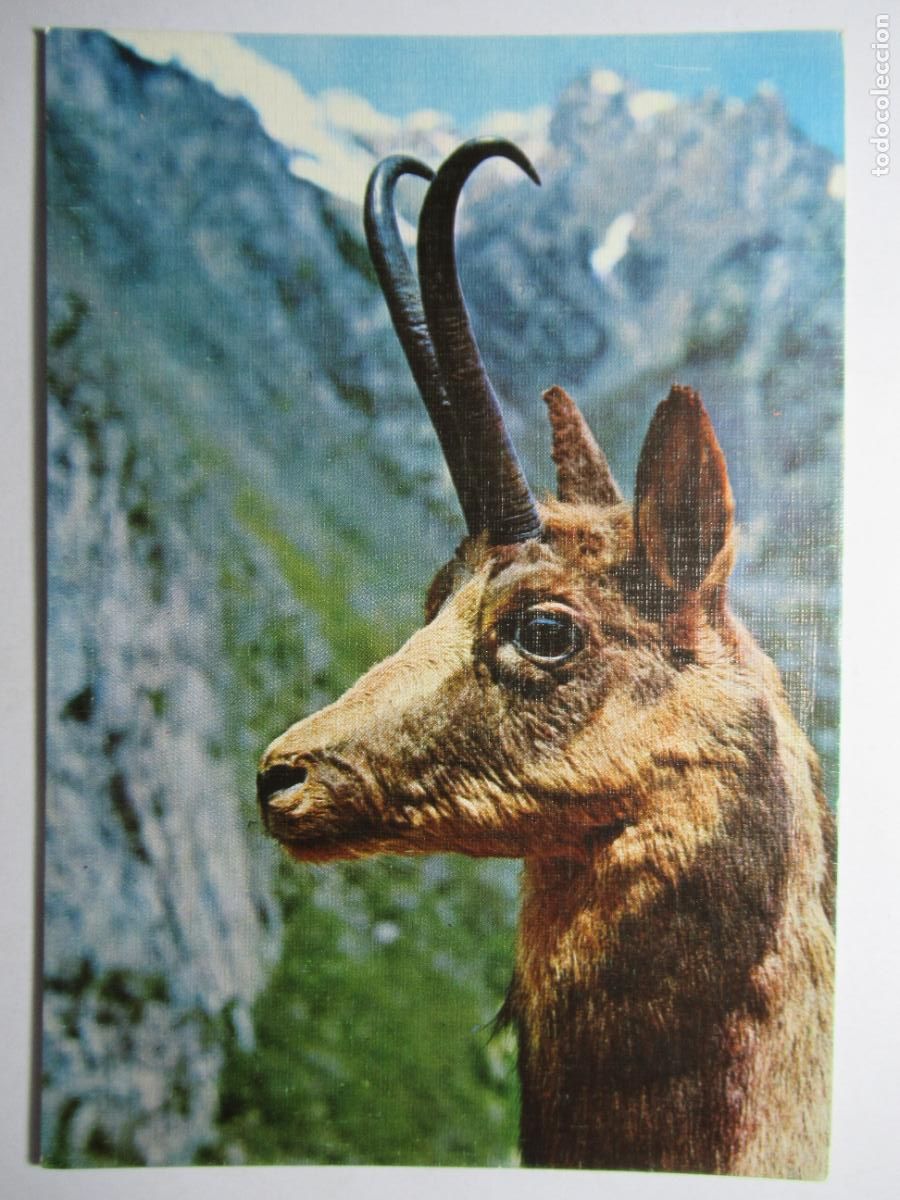 Postales: Postal Rebeco - Foto 1