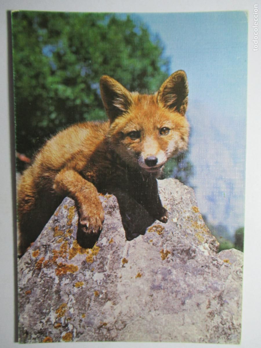 Postales: Postal Zorro - Foto 1