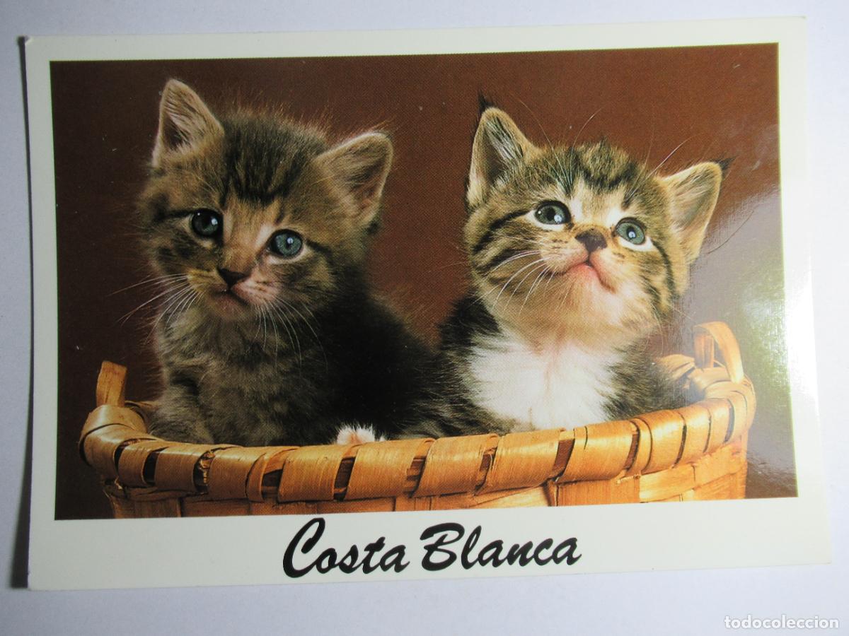 Postales: Postal Gato Gatito - Foto 1