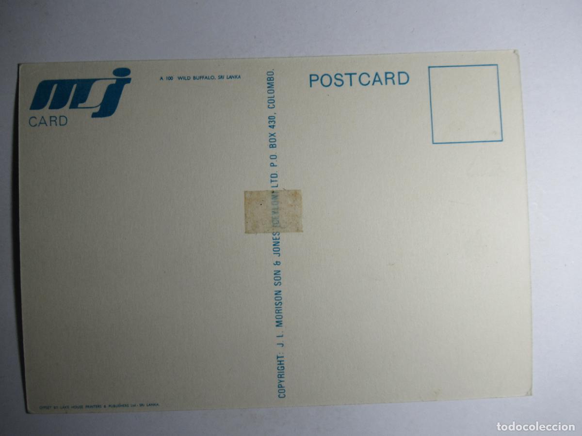 Postales: Postal Bufalo - Foto 2