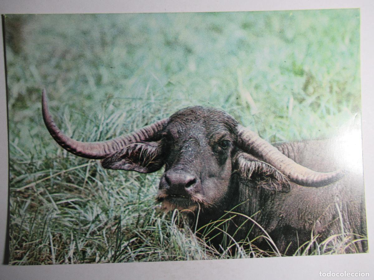 Postales: Postal Bufalo - Foto 1