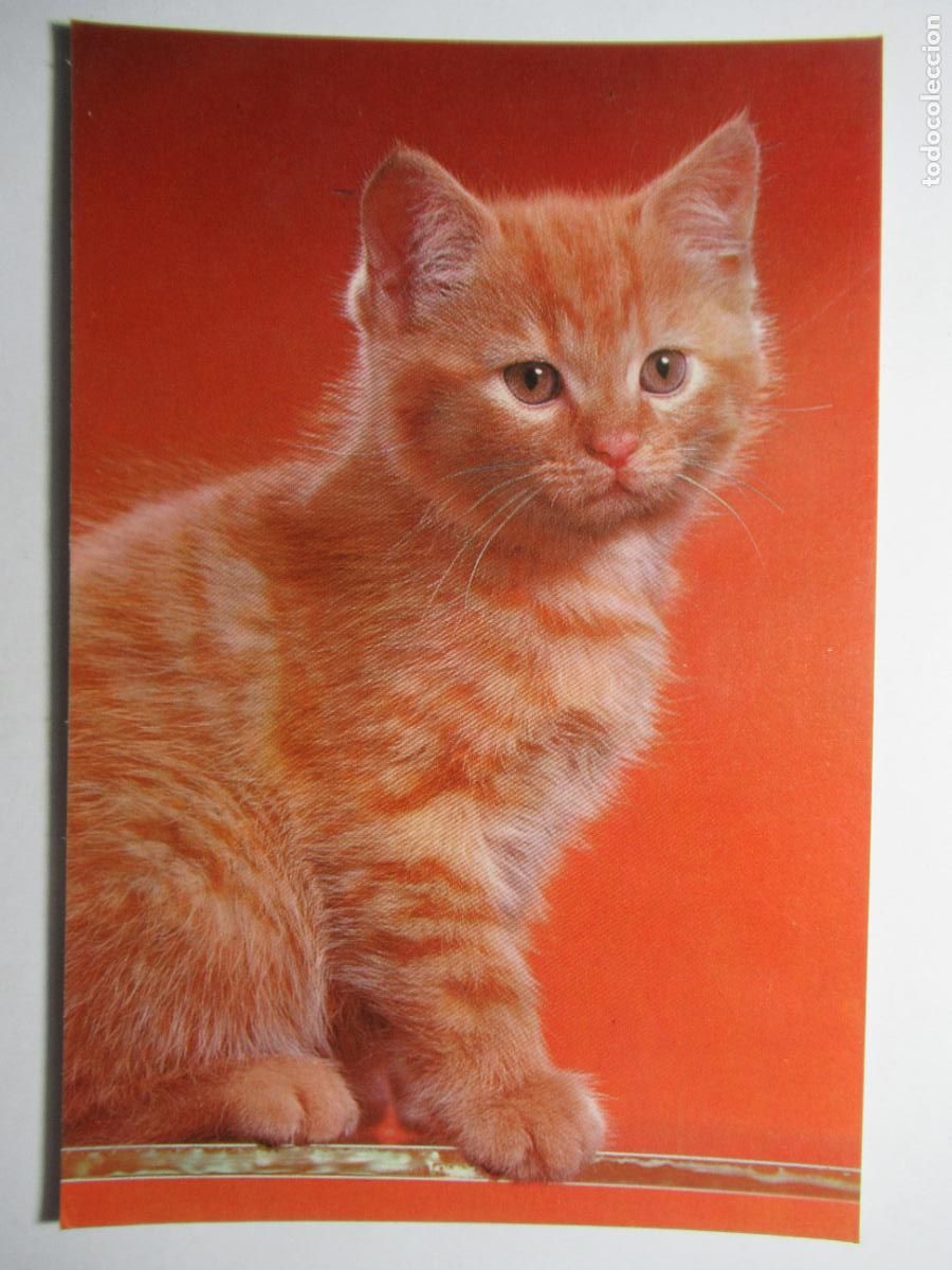 Postales: Postal Gato Gatito - Foto 1